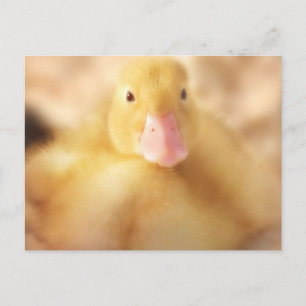 Cartes Pour Fêtes Annuelles Canard Jaune Fuzzy Bébé de Pâques Canard