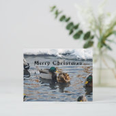 Cartes Pour Fêtes Annuelles "Canards de Noël" (Debout devant)