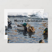 Cartes Pour Fêtes Annuelles "Canards de Noël" (Devant / Derrière)