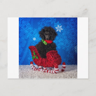 Cartes Pour Fêtes Annuelles Caniche de Noël