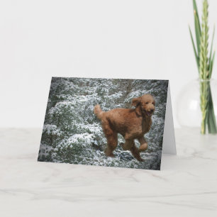 Cartes Pour Fêtes Annuelles Caniche de Noël