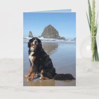 Cannon Beach bernois Mountain Dog