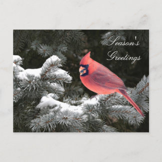 Cartes Pour Fêtes Annuelles Cardinal de Noël