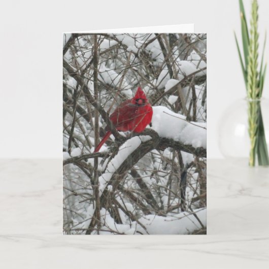 Cartes Pour Fêtes Annuelles Cardinal de Noël de neige (Devant)