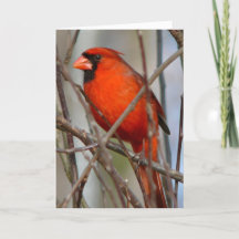 Cardinal de Noël italien moderne