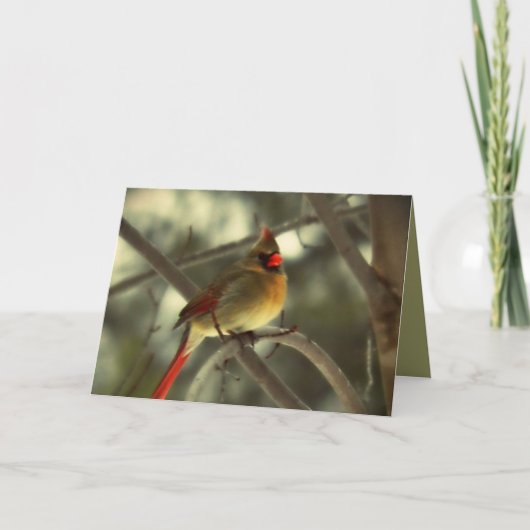 Cartes Pour Fêtes Annuelles Cardinal des femmes de vacances (Devant)