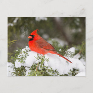 Cartes Pour Fêtes Annuelles Cardinal du Nord à Juniper Tree en hiver
