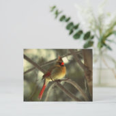 Cartes Pour Fêtes Annuelles Cardinal féminin de vacances (Debout devant)