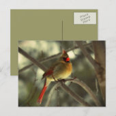 Cartes Pour Fêtes Annuelles Cardinal féminin de vacances (Devant / Derrière)