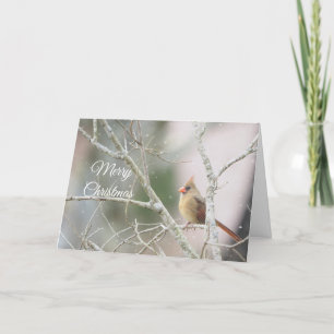 Cartes Pour Fêtes Annuelles Cardinal féminin sur branches hivernales Personnal