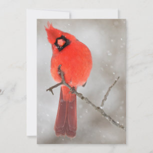 Cartes Pour Fêtes Annuelles Cardinal masculin en neige