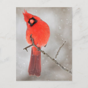 Cartes Pour Fêtes Annuelles Cardinal masculin en neige
