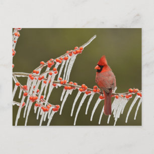 Cartes Pour Fêtes Annuelles Cardinal Perched on Icy Holly Branch