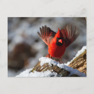 Cartes Pour Fêtes Annuelles Cardinal rouge dans la neige