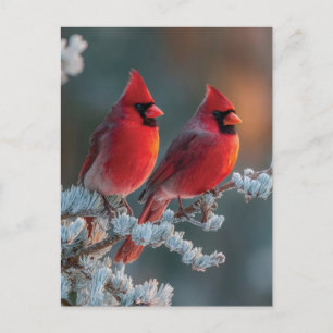 Cartes Pour Fêtes Annuelles Cardinaux rouges du Nord perchés sur une branche g