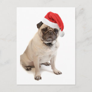 Cartes Pour Fêtes Annuelles Carlin beige avec le casquette rouge de père Noël