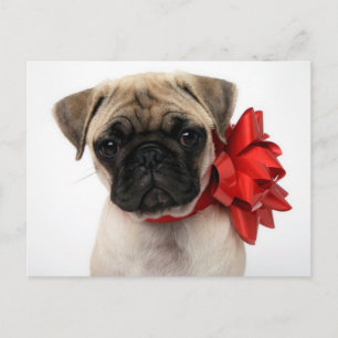 Cartes Pour Fêtes Annuelles Carlin chiot enroulé dans une boîte de Noël