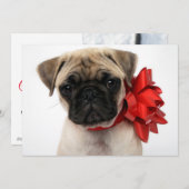 Cartes Pour Fêtes Annuelles Carlin chiot enroulé dans une boîte de Noël (Devant / Derrière)