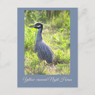 Cartes Pour Fêtes Annuelles Carton postale Bihoreau à couronne jaune