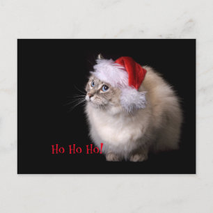 Cartes Pour Fêtes Annuelles Cat Ragdoll