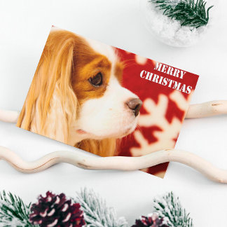 Cartes Pour Fêtes Annuelles Cavalier King Charles Flocon de Noël
