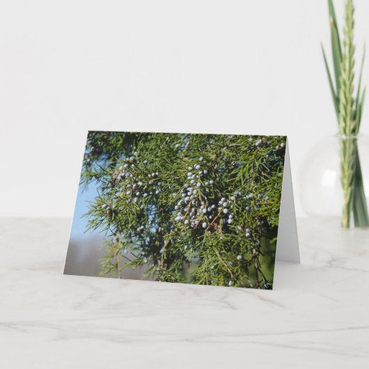 Cartes Pour Fêtes Annuelles Cèdre Berry Noël (Devant)