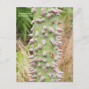 Cartes Pour Fêtes Annuelles Ceiba speciosa, soie à soie
