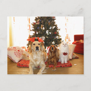 Cartes Pour Fêtes Annuelles Chat blanc de Noël avec chien Arbre de Noël