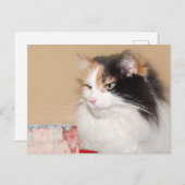 Cartes Pour Fêtes Annuelles Chat calico mange du gâteau d'anniversaire (Devant / Derrière)