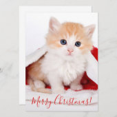 Cartes Pour Fêtes Annuelles Chat Cutest avec Père Noël Casquette Joyeux Noël (Devant / Derrière)