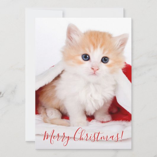 Cartes Pour Fêtes Annuelles Chat Cutest avec Père Noël Casquette Joyeux Noël (Devant)