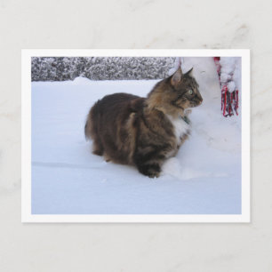 Cartes Pour Fêtes Annuelles chat de la forêt norvégienne dans la neige