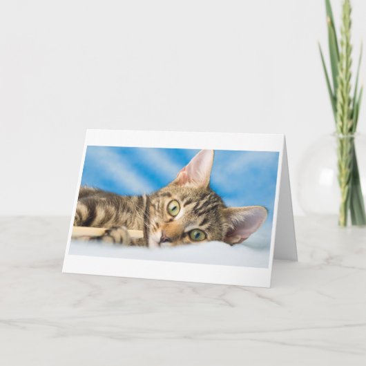 Cartes Pour Fêtes Annuelles Chat de Meow de Meow (Devant)