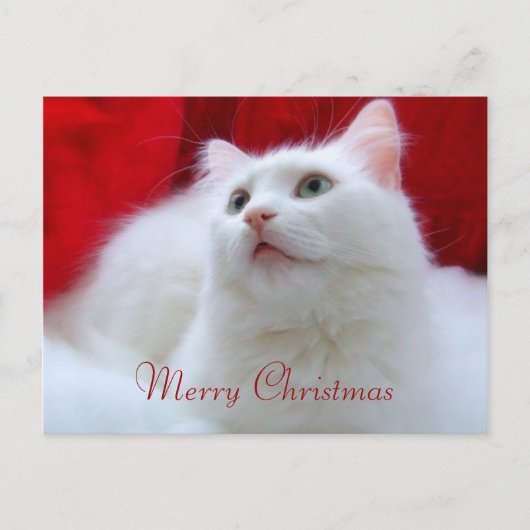 Cartes Pour Fêtes Annuelles Chat de Noël (Devant)