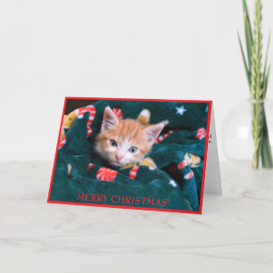 Cartes Pour Fêtes Annuelles Chat de Noël avec couverture verte Chaton orange J