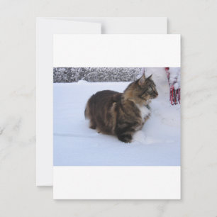 Cartes Pour Fêtes Annuelles chat des forêts norvégiennes dans la neige