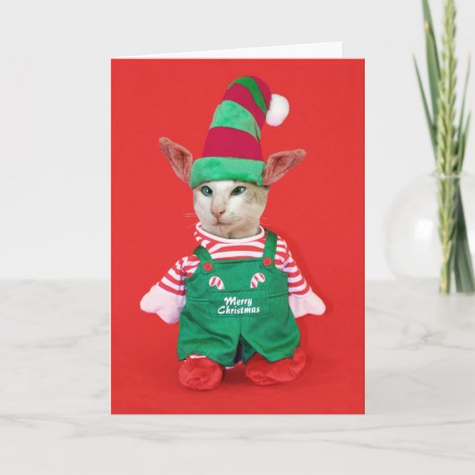 Cartes Pour Fêtes Annuelles Chat Elf de Noël (Devant)