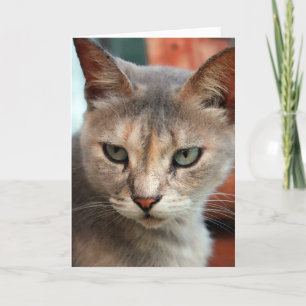 Cartes Pour Fêtes Annuelles Chat perdu en tornade trouvé
