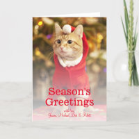 Chat rouge masculin portant un costume père Noël