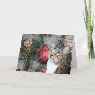 Cartes Pour Fêtes Annuelles Chat tigré Brown avec Noël blanc