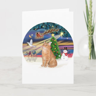 Cartes Pour Fêtes Annuelles Chat Tigre Orange - Magie de Noël