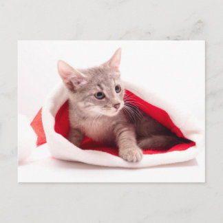 Cartes Pour Fêtes Annuelles Chaton drôle un casquette du père noël