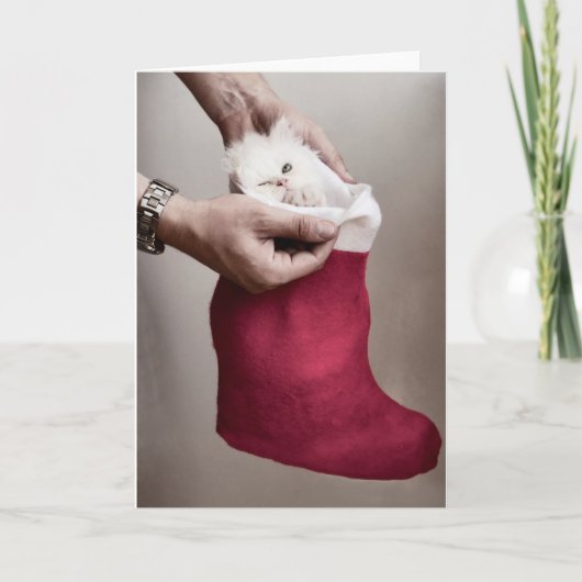 Cartes Pour Fêtes Annuelles Chaton en colère (Devant)