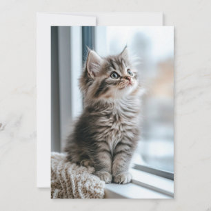 Cartes Pour Fêtes Annuelles Chaton près de la fenêtre À plat