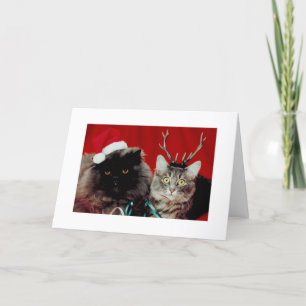 Cartes Pour Fêtes Annuelles Chats amusants Noël Fête de Noël Humoristique