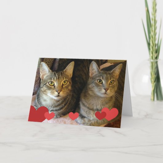 Cartes Pour Fêtes Annuelles Chats de la Saint Valentin (Devant)