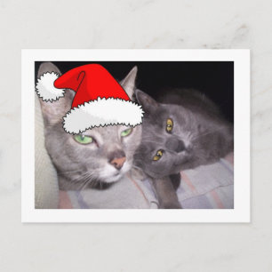 Cartes Pour Fêtes Annuelles Chats de Noël