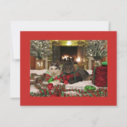 Cartes Pour Fêtes Annuelles Chats de Noël mignons (Devant)