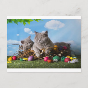 Cartes Pour Fêtes Annuelles Chats de Pâques