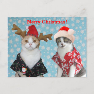 Cartes Pour Fêtes Annuelles Chats drôles dans des chemises hawaïennes de Noël